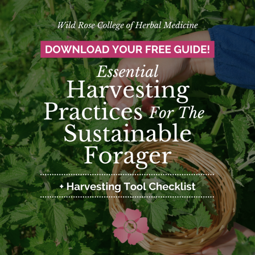 essential harvesting practices for the sustainable forager style a