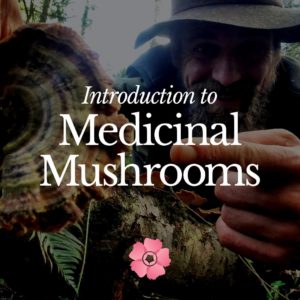 Introduction to Medicinal Mushrooms