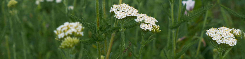 yarrow-Featured-Image