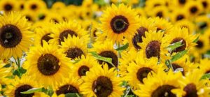 Ukrainian Folk Healing_SunflowerField_Mar4