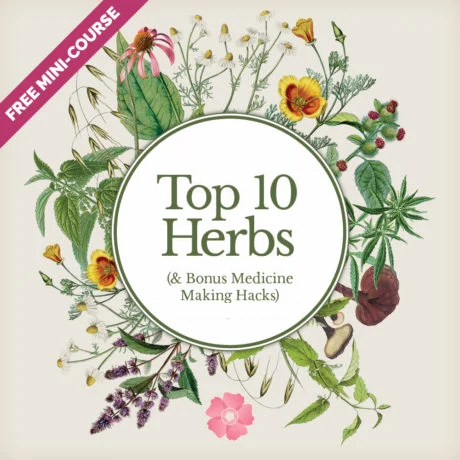 Urban Medicine Garden