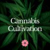 Cannabis Cultivation - Aug 2022 - StyleA - 1