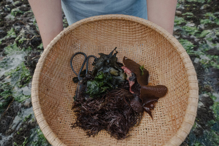 Seaweed Superfood of the Sea