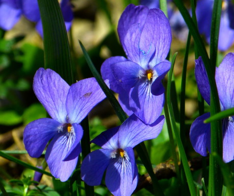 spring violet