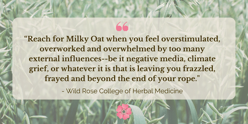 Milky Oats: The Best Herb for Self Care