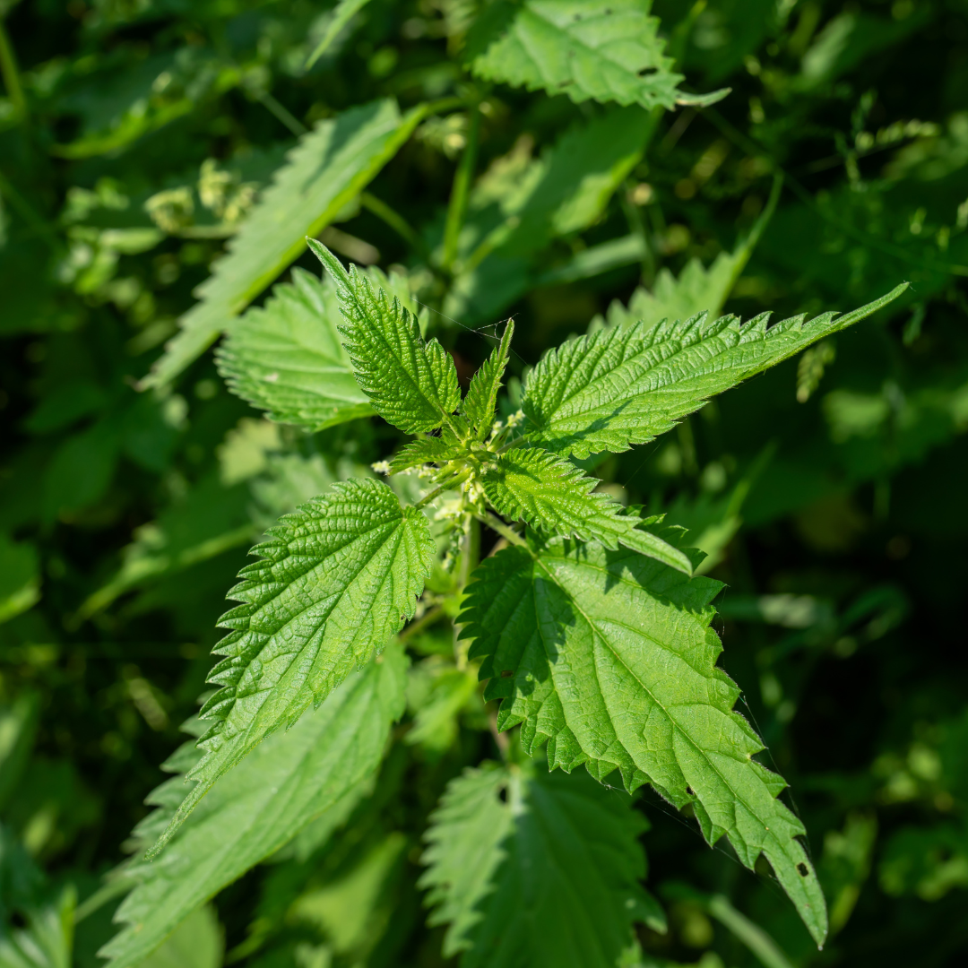 Preparing Your Herbal Medicine Cabinet for Winter - Wild Rose College ...