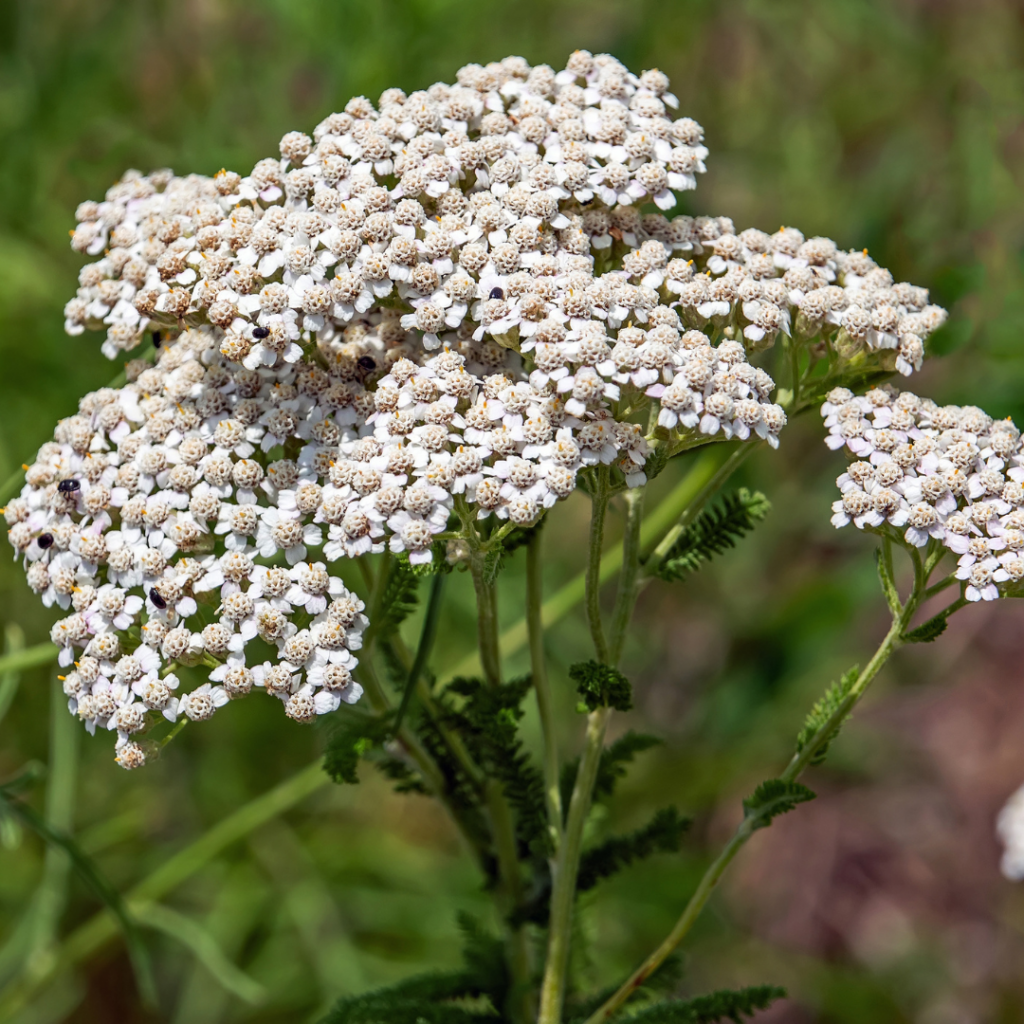 Wild Edges: Reclaiming The Resilience, Beauty, And Medicine Growing In ...