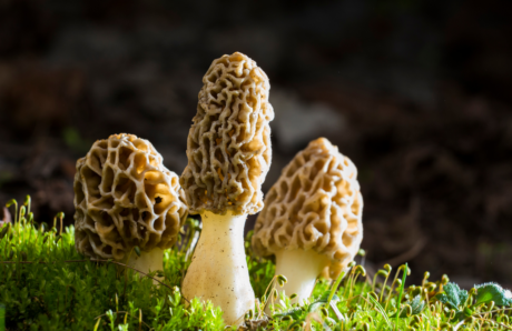 Foraging Morel Mushrooms