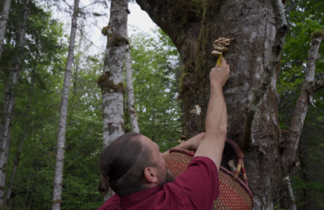 Foraging Oyster Mushrooms from Trees