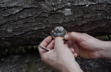 How to Harvest Wild Mushrooms A Guide to Foraging with Care (1)