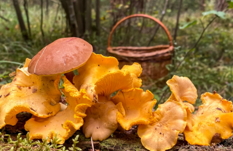 Mushroom foraging