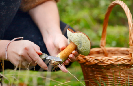 Picking wild mushroom